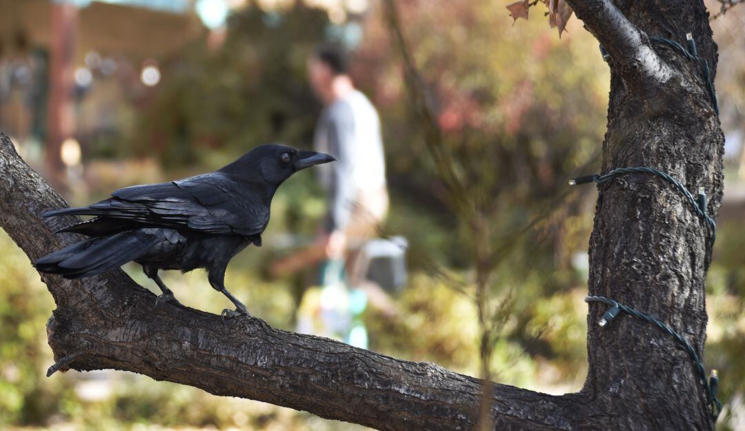 Cuervo, imagen de referencia