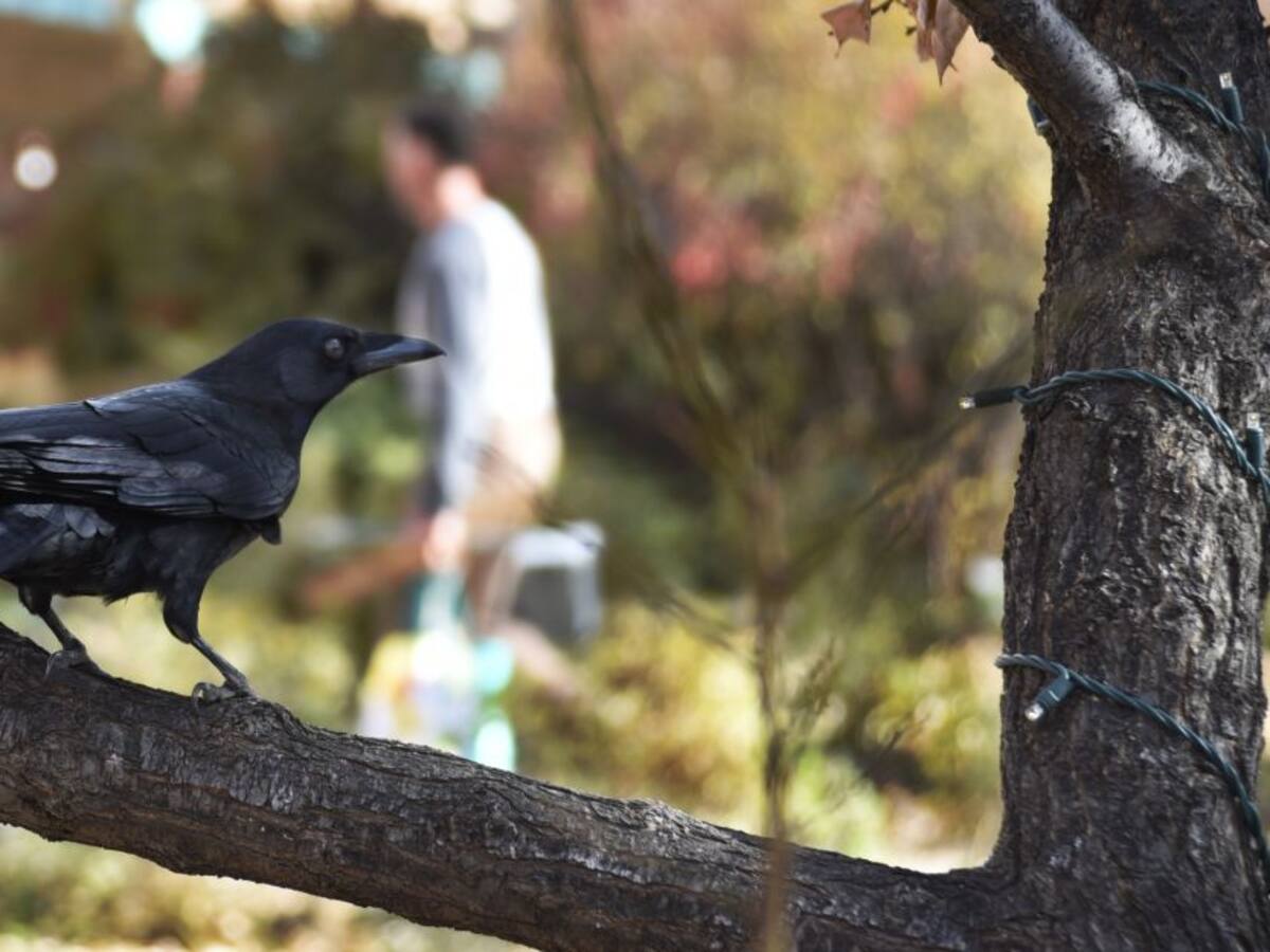 Entrenan cuervos para recoger basura a cambio de comida