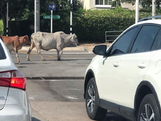 Vacas generan tráfico y daños en zonas verdes en el norte de Barranquilla