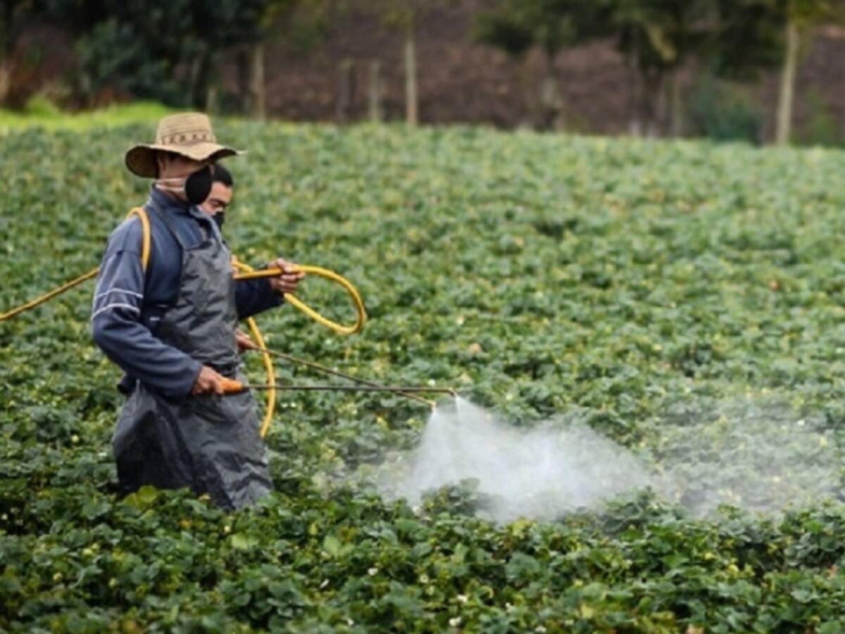 Campesinos rechazan la fumigación de cultivos con glifosato