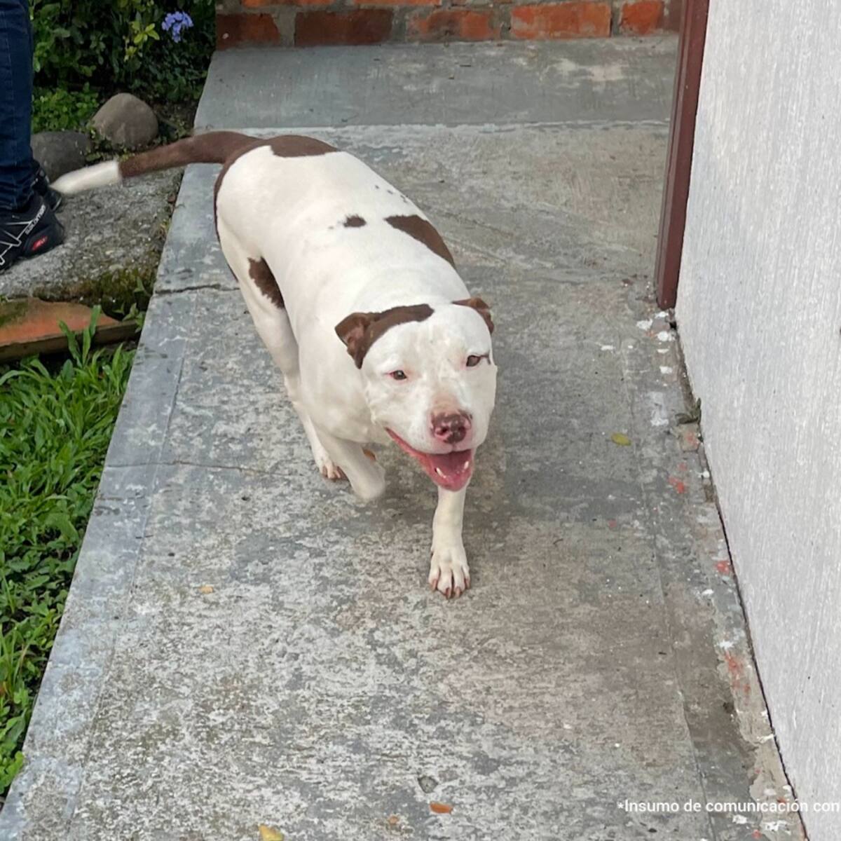 Animalistas del Quindío destacan condena contra hombre que realizó actos sexuales a un perro