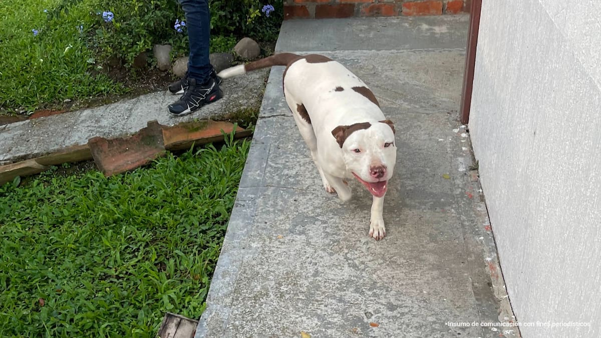 Diana Rodríguez animalista Quindío