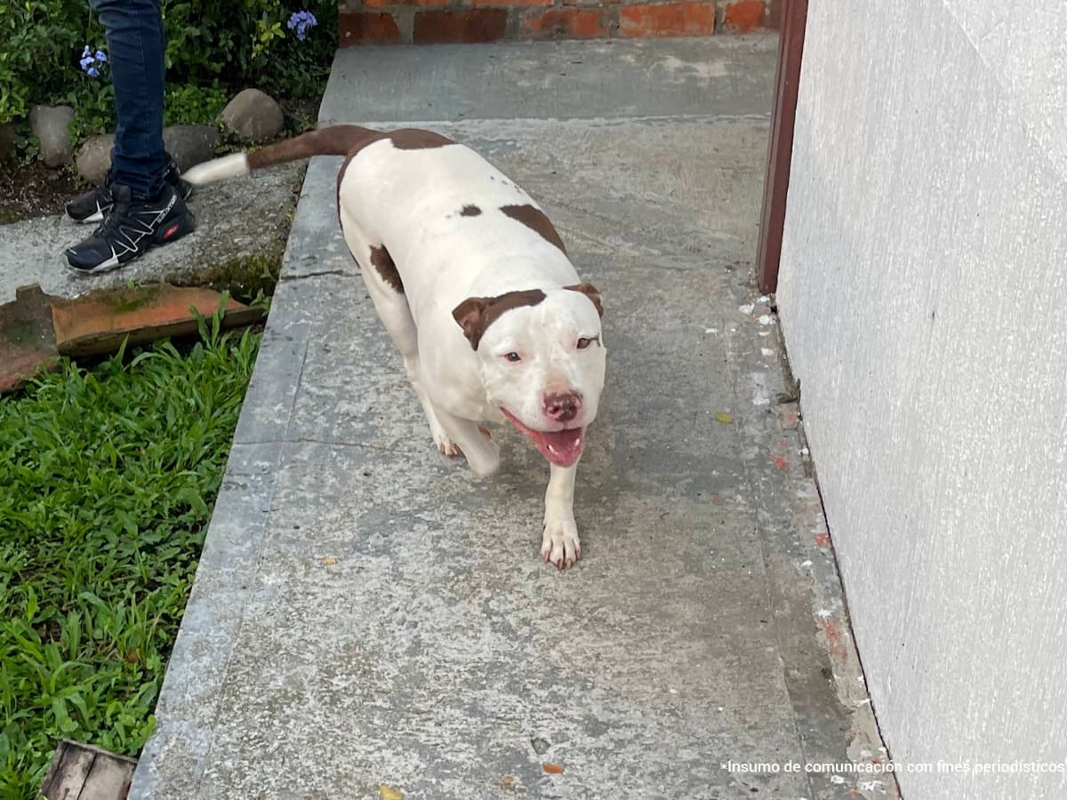 Animalistas del Quindío destacan condena contra hombre que realizó actos sexuales a un perro
