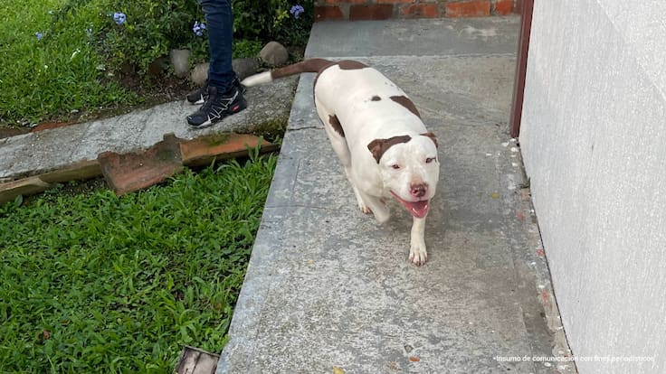 Diana Rodríguez animalista Quindío
