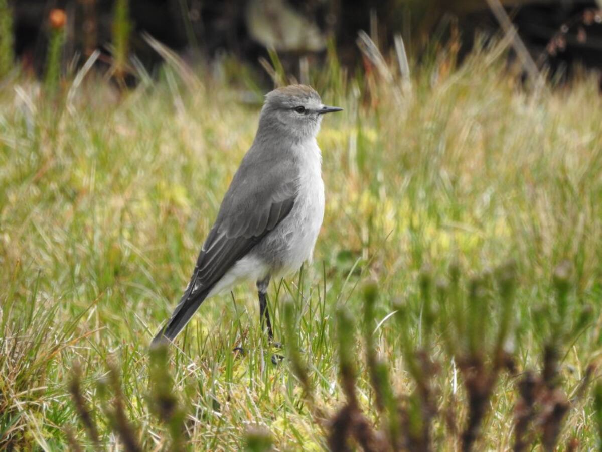 La dormilona cenicienta (Muscisaxicola alpinus) es un ave que en el mundo solo habita en Colombia y Ecuador. EXPEDICIÓN PÁRAMO logró fotografiarla en varias zonas del páramo del Almorzadero.