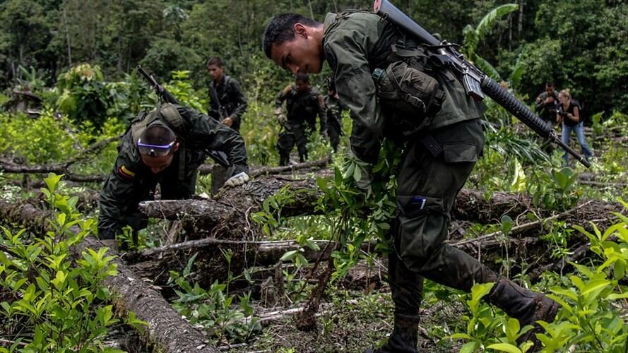 Asamblea pide evitar erradicación de cultivos ilícitos en Argelia, Cauca. Foto: Colprensa