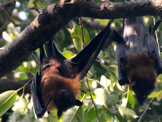 “Los murciélagos sirven para mucho y los virus también sirven para mucho": Luis Cabrera