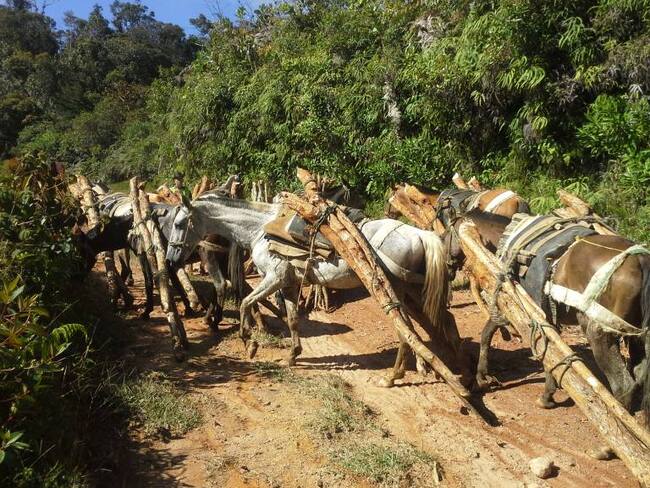 Más del 80% de los campesinos colombianos no tienen un trabajo decente