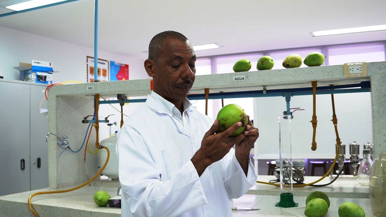 Método innovador para la obtención de pulpa de mango concentrada y fermentada