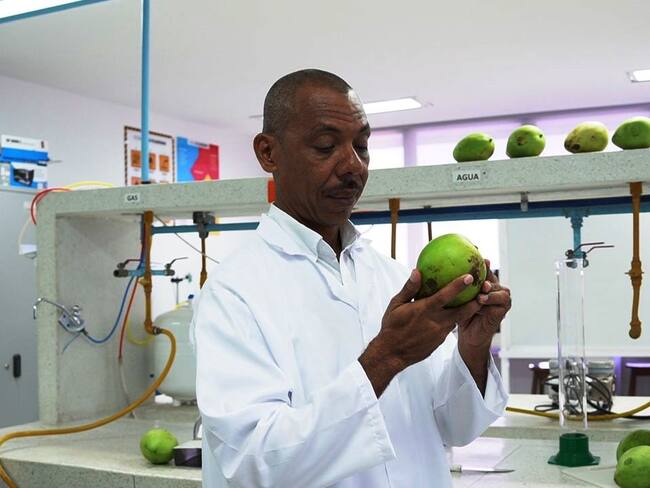 Método innovador para la obtención de pulpa de mango concentrada y fermentada