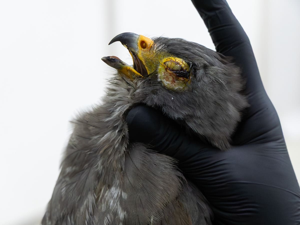 La pólvora disparó la emergencia ambiental: aumentaron 250% los casos de fauna silvestre afectada