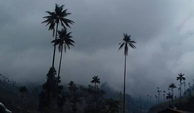 Valle de Cocora en Salento, Quindío