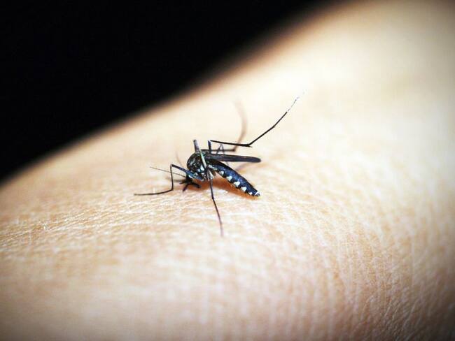 En Colombia se registran cada año más de 60.000 casos de Malaria