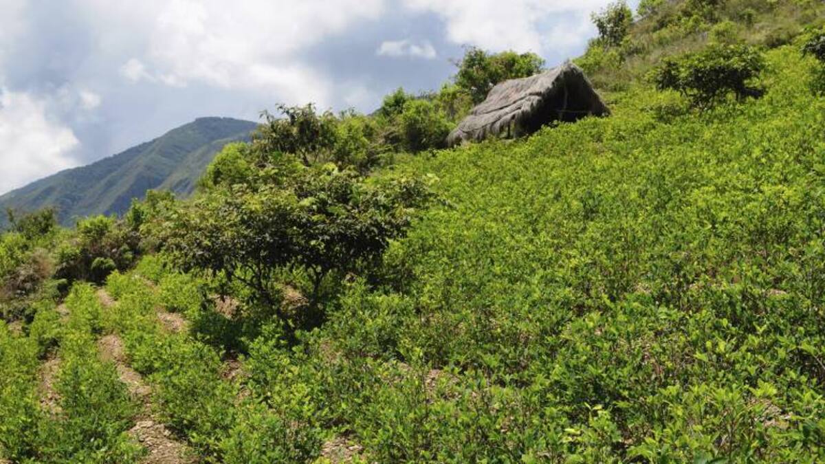 Operativos de erradicación forzada se llevaron a cabo en el bajo Putumayo