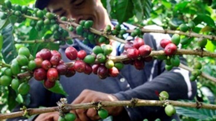 Cafeteros piden al gobierno reactivar el pago del PIC