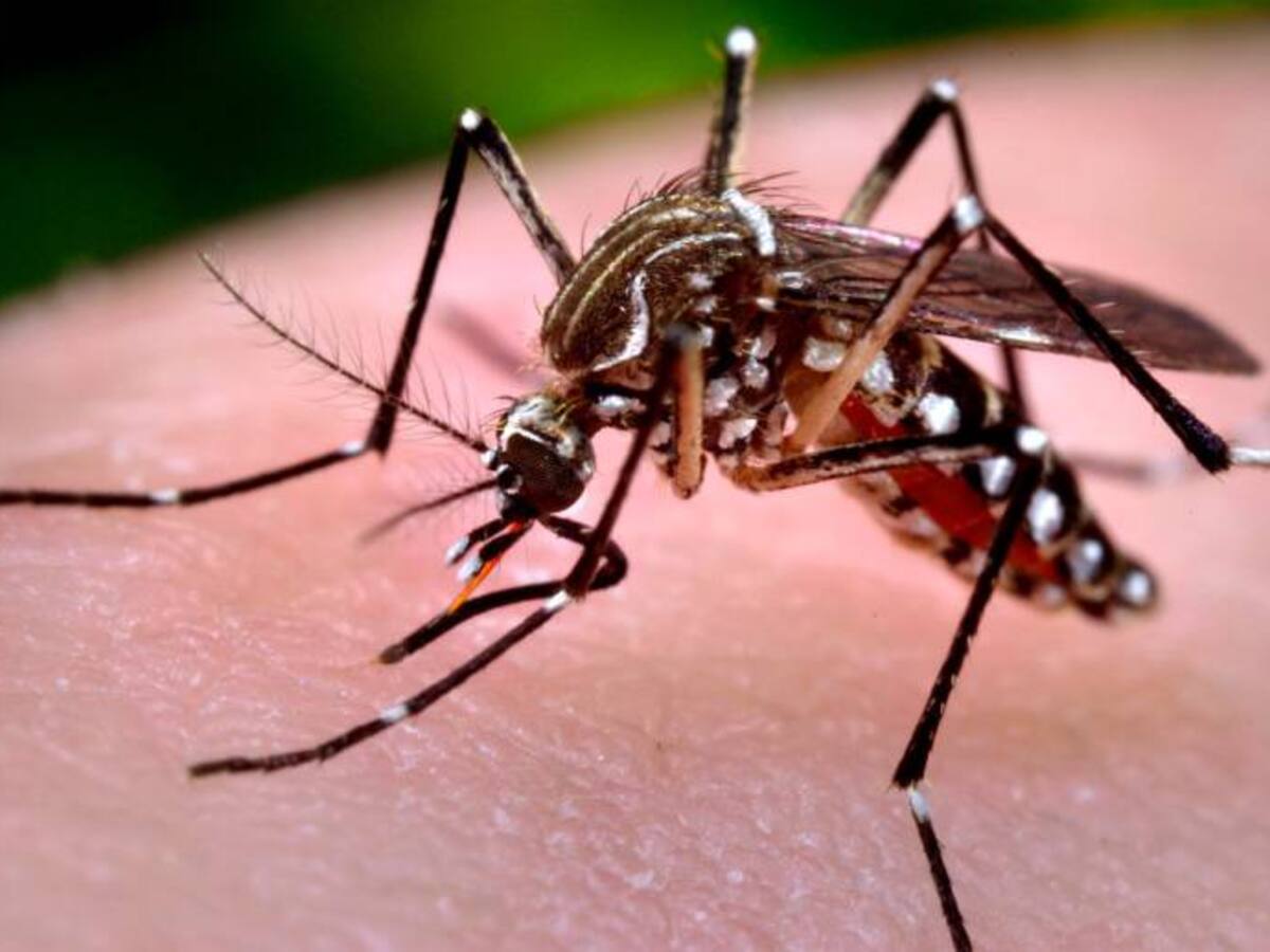 Avanza en Bello, Antioquia, el control biológico del Aedes Aegypti