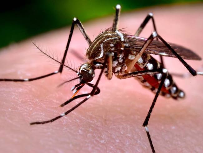 Avanza en Bello, Antioquia, el control biológico del Aedes Aegypti