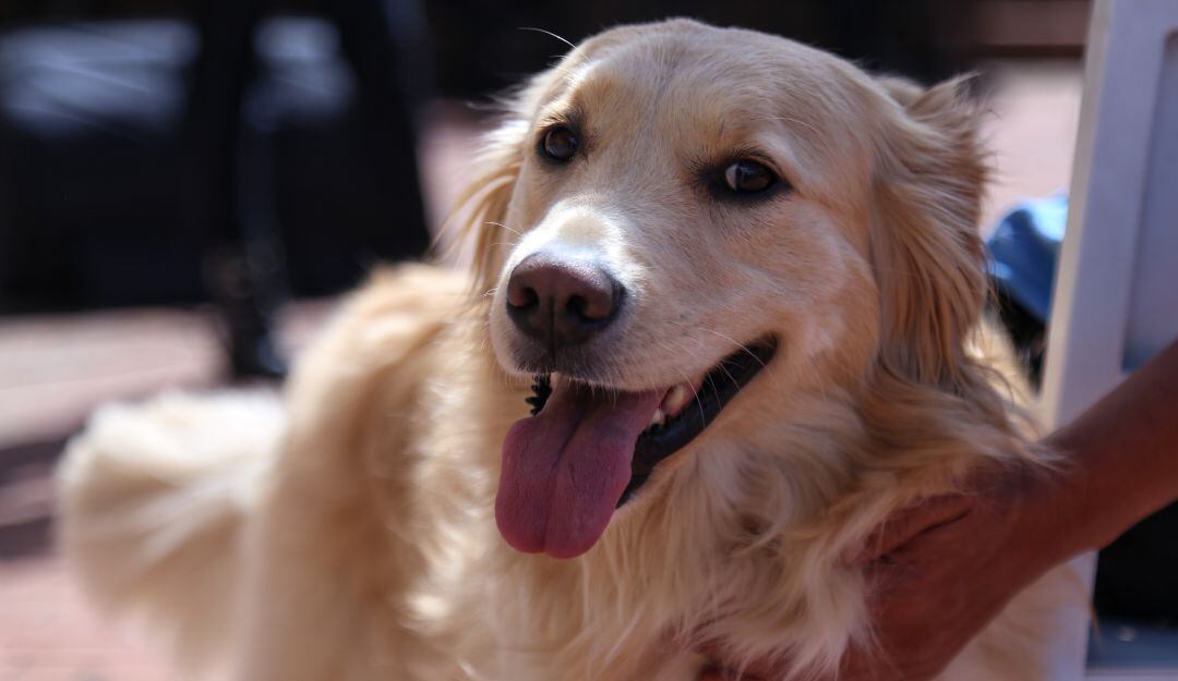 Así es el proyecto de acto legislativo que otorgaría una licencia de luto remunerada, por la muerte de su mascota