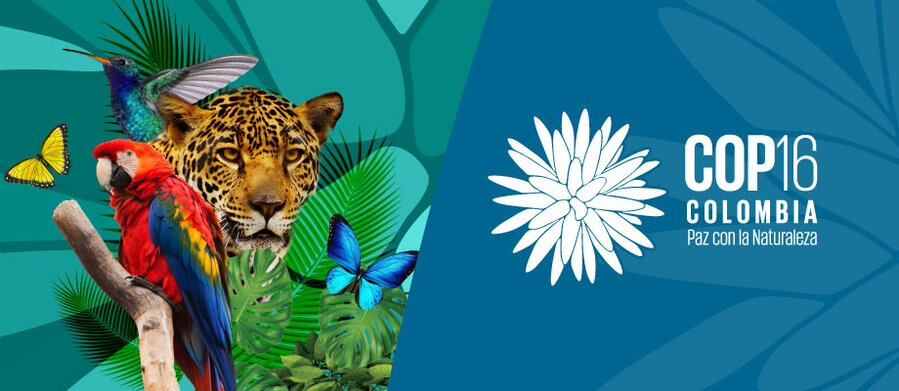 Se espera que la COP16, que se realizará entre el 21 de octubre y 1 de noviembre, congregue más de 12 mil visitantes en la ciudad de Cali.