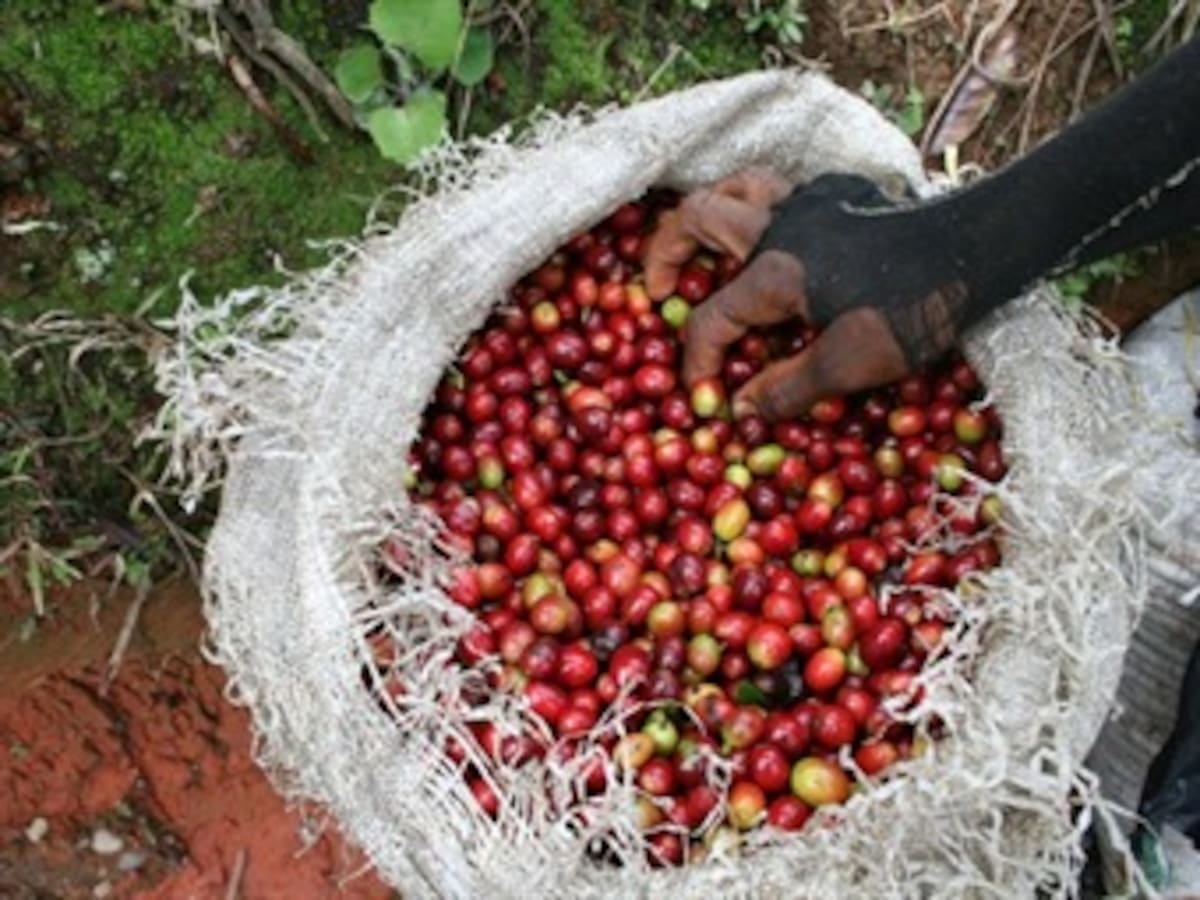 Sigue en picada la producción y exportaciones de café de Colombia