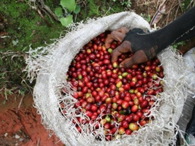 Sigue en picada la producción y exportaciones de café de Colombia