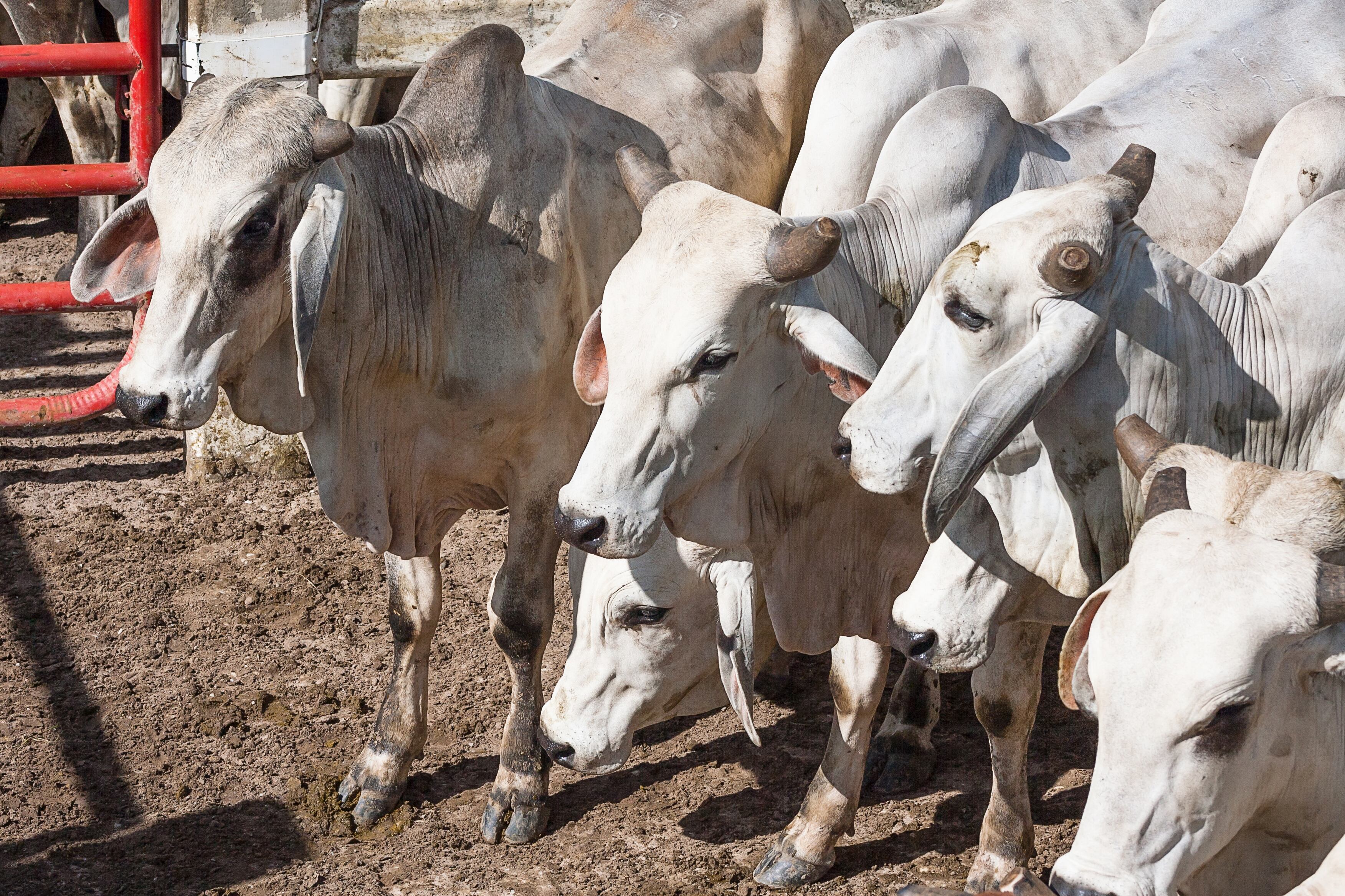 Animales en matadero imagen de referencia. Foto: Getty Images.