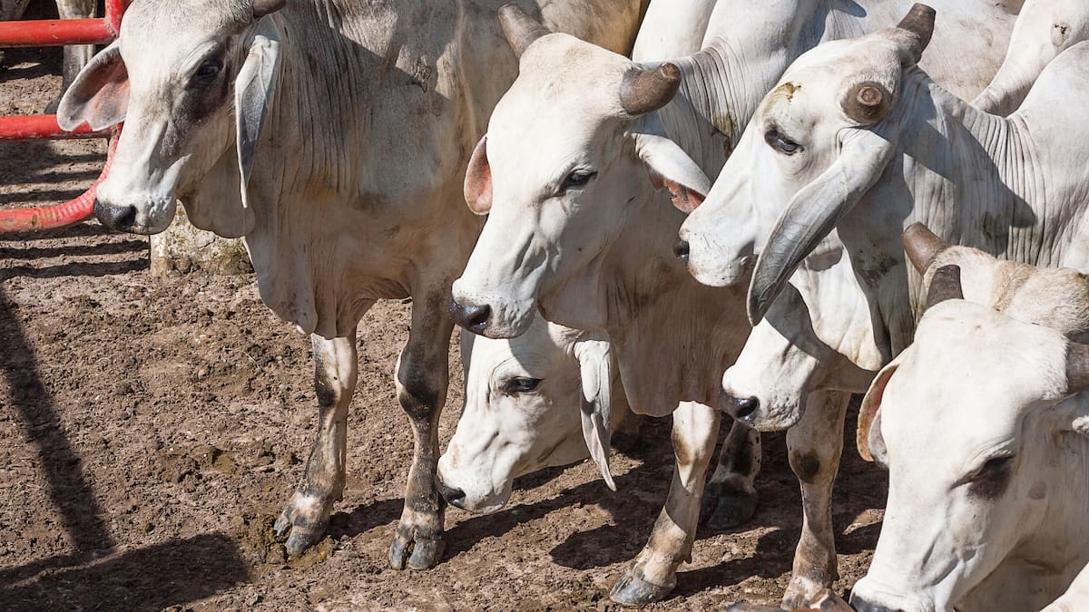 Flexibilidad de operaciones de mataderos municipales busca bajar precios de carne