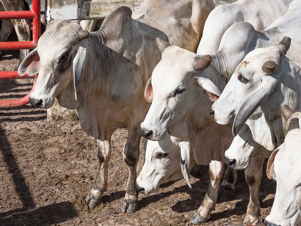 Flexibilidad de operaciones de mataderos municipales busca bajar precios de carne