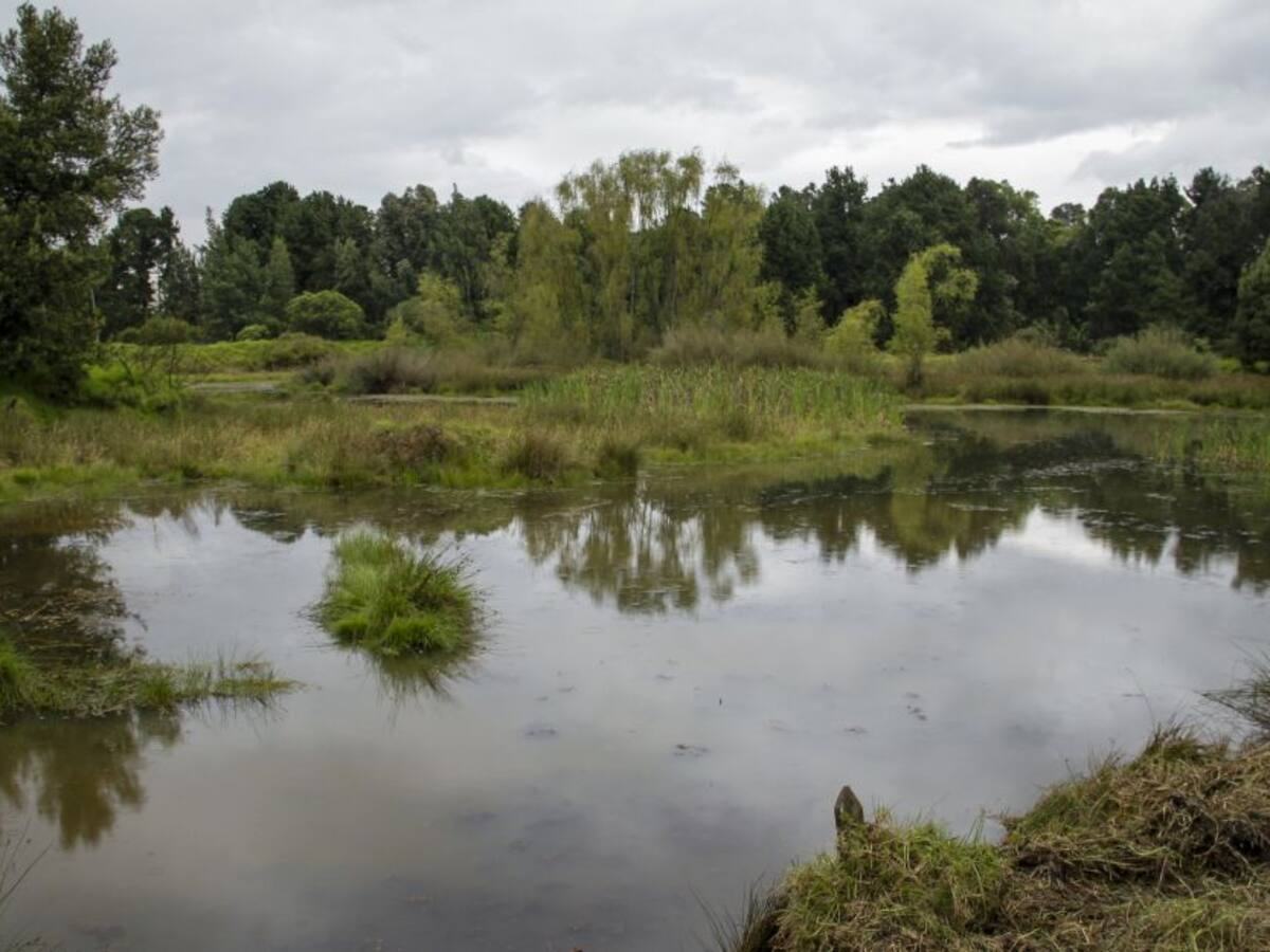 Protección para la flora y fauna silvestre en Bogotá