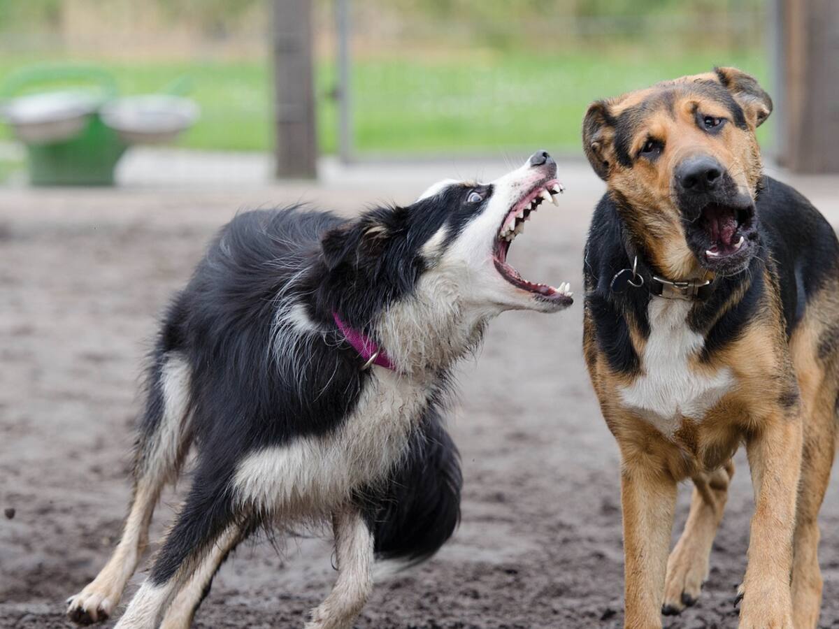 En Santa Rosa de Cabal, pelea de perros desató un violento enfrentamiento entre vecinos