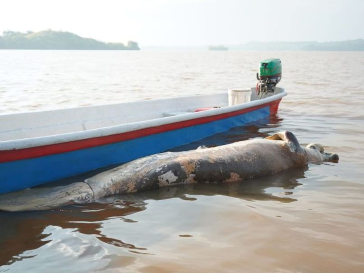 Segundo manatí muerto en Barrancabermeja en menos de una semana