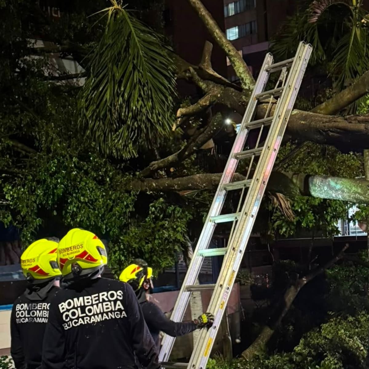 VIDEO | Fuerte lluvia provocó la caída de un árbol y bloqueó la carrera 33 en Bucaramanga