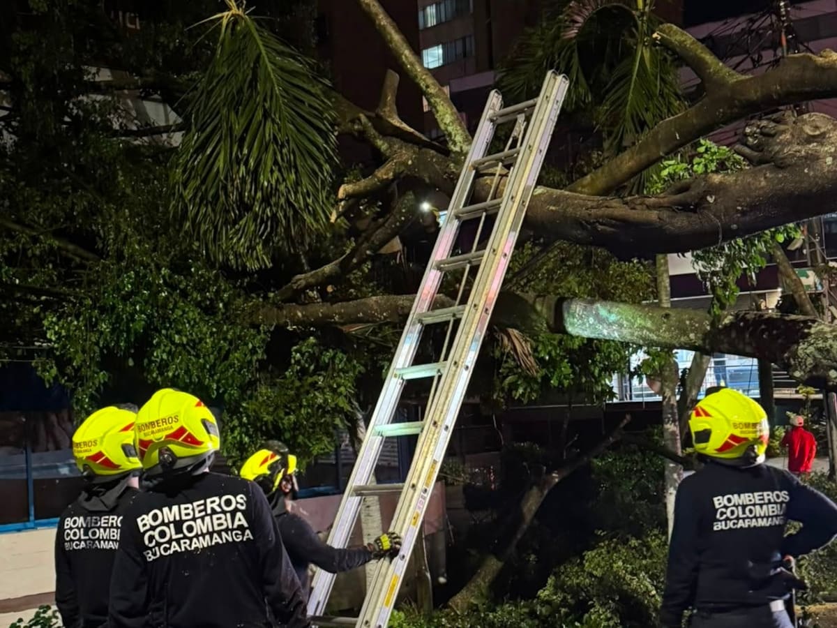 VIDEO | Fuerte lluvia provocó la caída de un árbol y bloqueó la carrera 33 en Bucaramanga