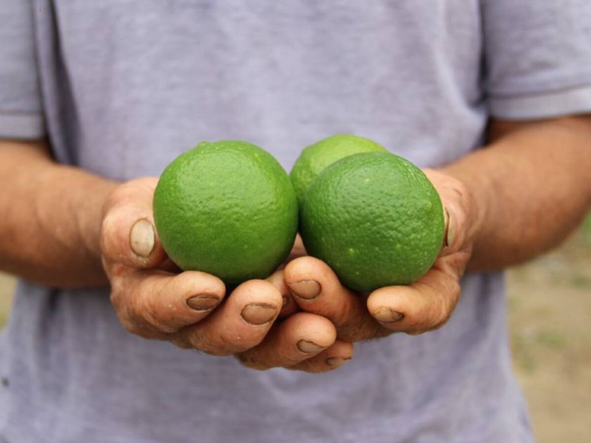 Limón Tahití de Nariño llega a Islas de Guadalupe y Puerto Rico