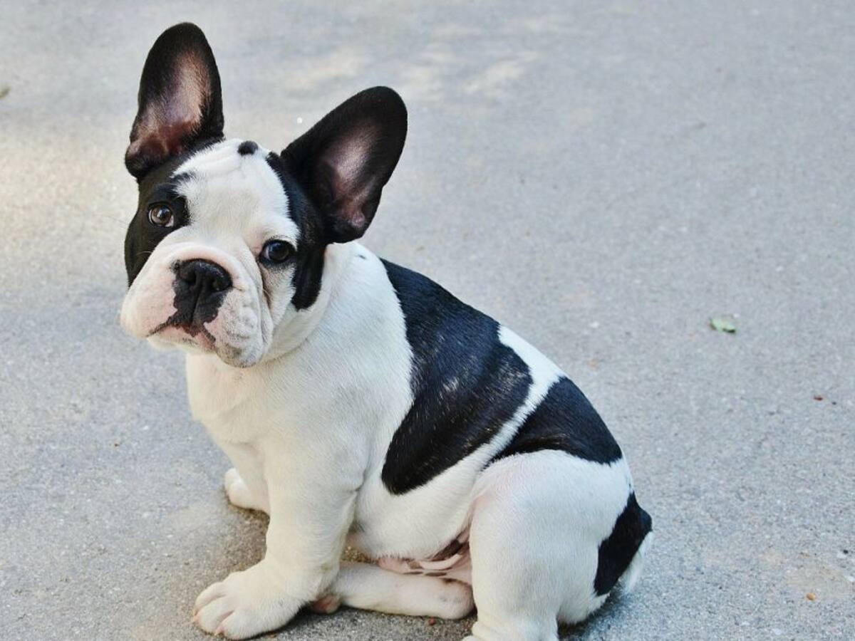 Escuche el programa Mascotas Caracol 15 de enero 2022