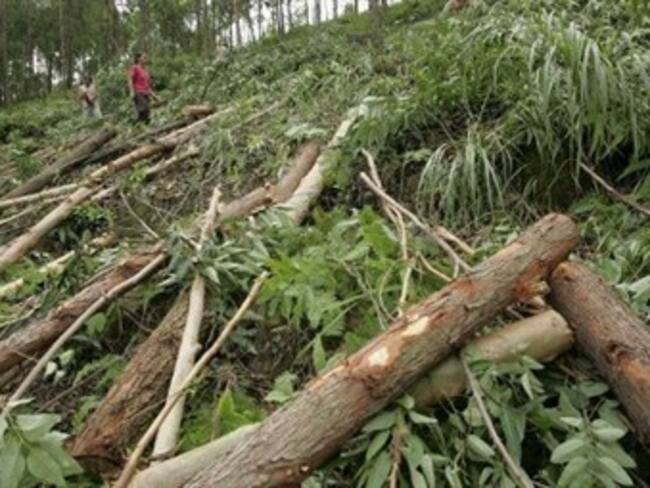En Cundinamarca se talan 63 árboles en promedio al día