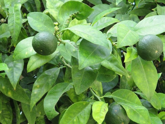 Limón Tahití