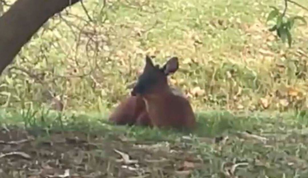 Muere el venado que fue encontrado en la Carrera Séptima de Bogotá