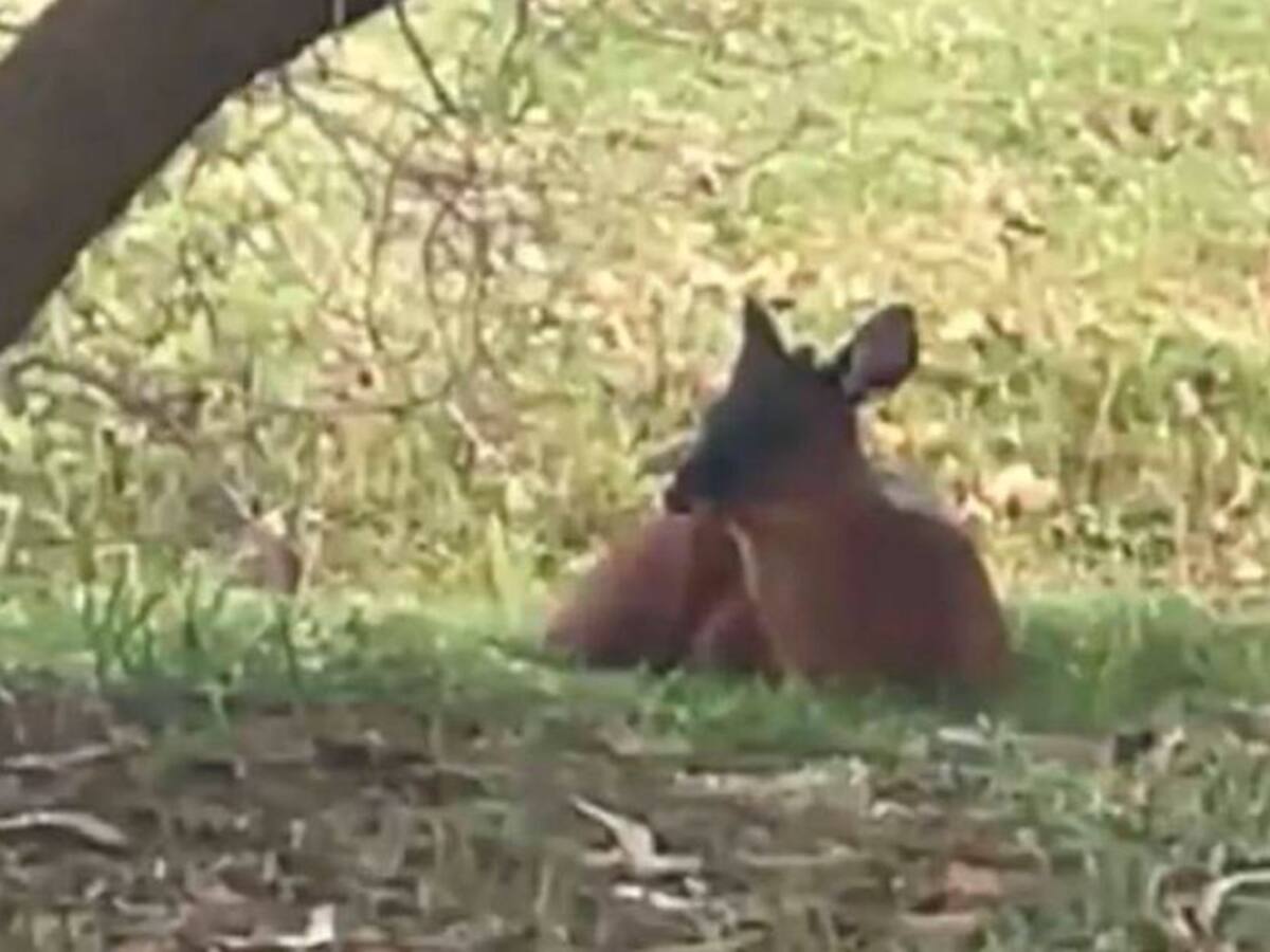 Murió el venado que fue encontrado por la Carrera Séptima en Bogotá