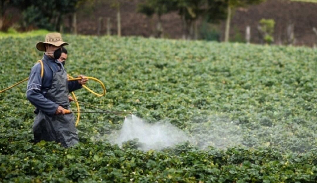 Fumigación de cultivos con glifosato