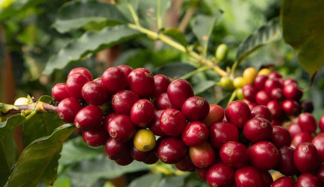 Cultivo de café en Colombia