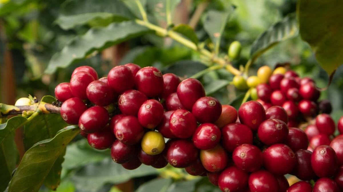 Frescura y calidad, secretos de un buen café de exportación