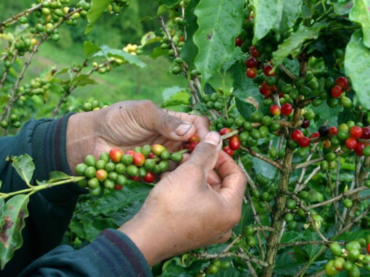 La Federación Nacional de Cafeteros entregó el balance de producción de café en Colombia en 2017