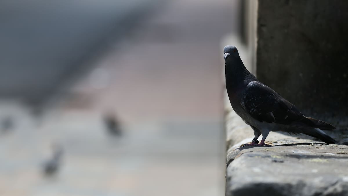 Alerta por muerte masiva de palomas en Bogotá: las autoridades adelantan las investigaciones