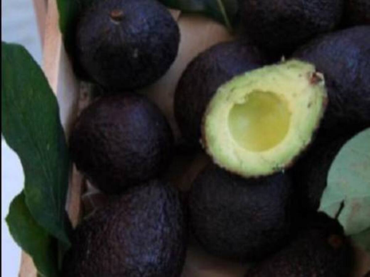Exportan a Europa primer cargamento de aguacate Hass producido en el Chocó