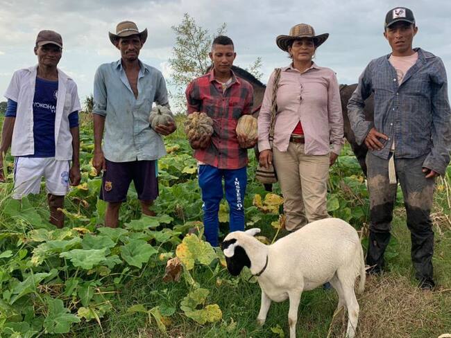 Productores de auyama en Pinillos