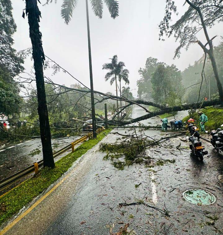 Árbol caído en Las Palmas de Medellín- foto DAGRD