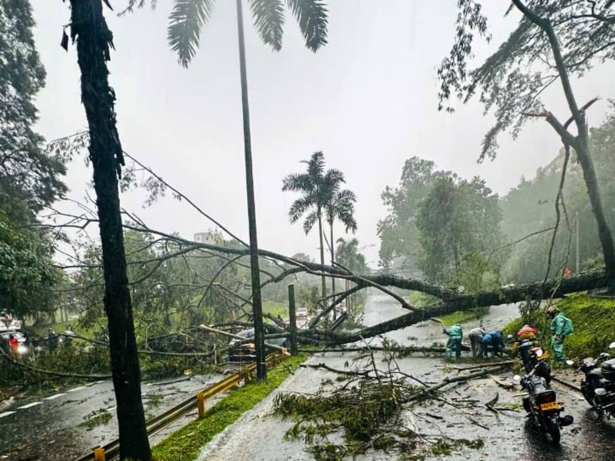 Medellín ha tenido vientos de hasta 80 km/h, lo que está afectando a los árboles