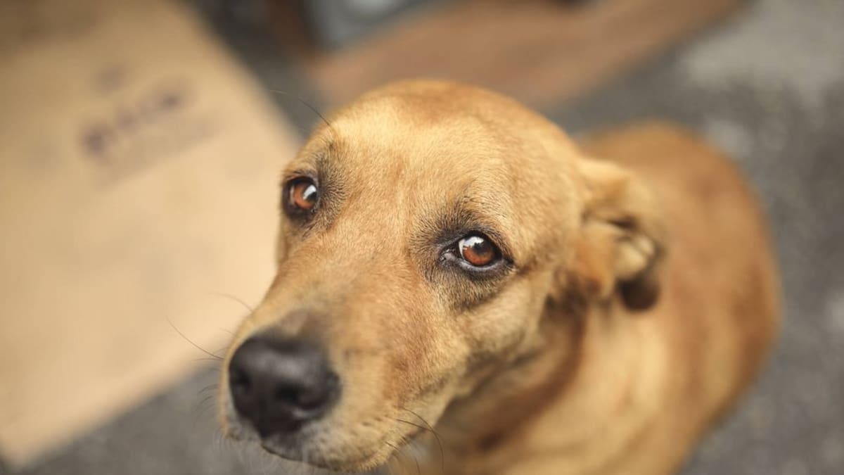 Condenan a sujeto que arrastró en moto a un perro en Tocaima, Cundinamarca