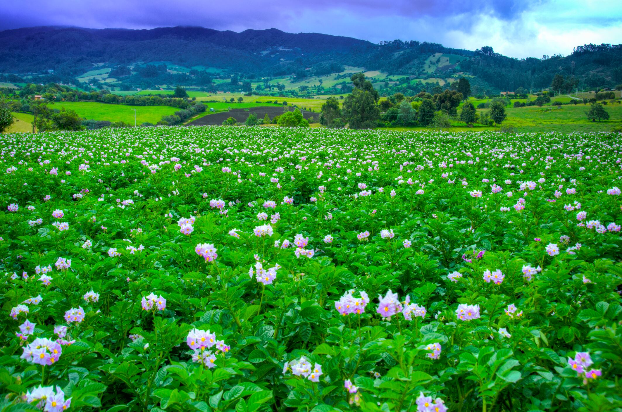 Flores en Colombia. Foto: Getty Images